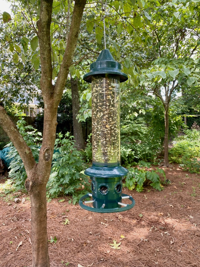 cleaned bird feeder, reassembled and hung from tree branch