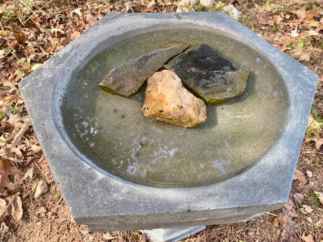 Birdbath show sign of green algae, 3 rocks are present