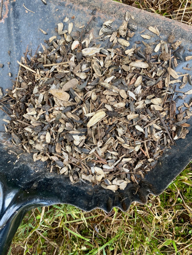 closeup photo of leftover pieces of birdseed shells and pine straw