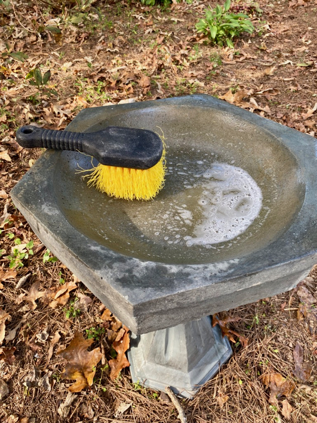 scrub brush in birdbath during cleaning