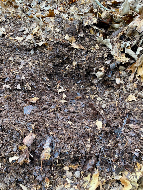 close-up shot of decomposed leaves as compost
