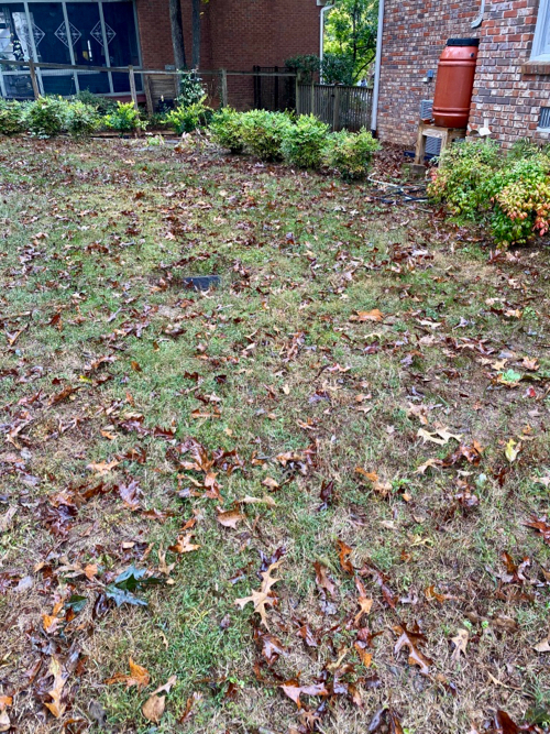 yard is shown after grass grows a few months, catch basin blends into yard 