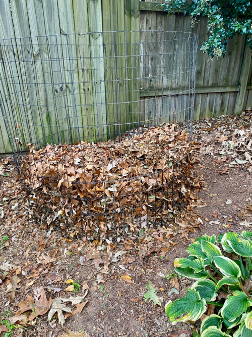 leaves are collected and placed in a wire bin 