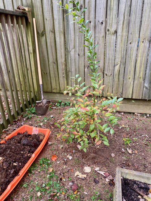 rich compost shown with plant before application