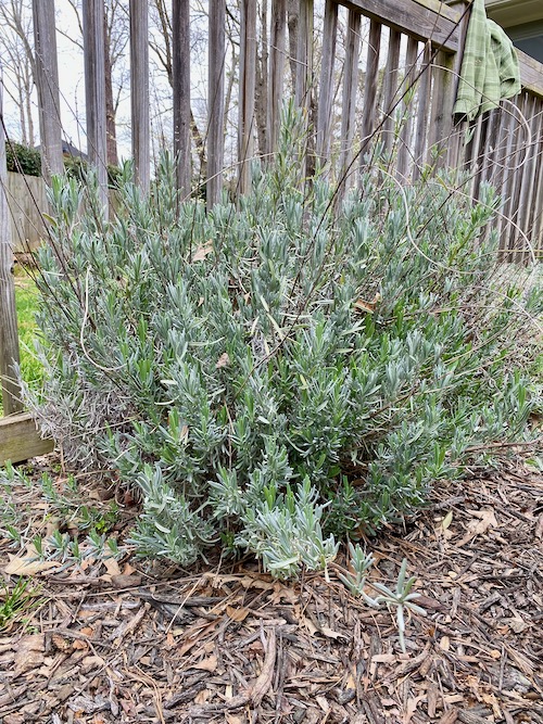 Lavander Before Pruning 2 