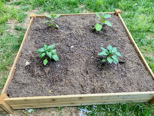 planting vegetable in completed raised bed