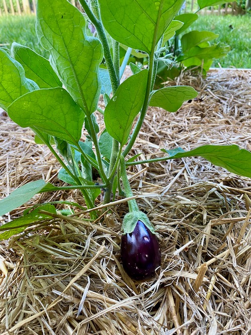 After one month eggplant is growing well
