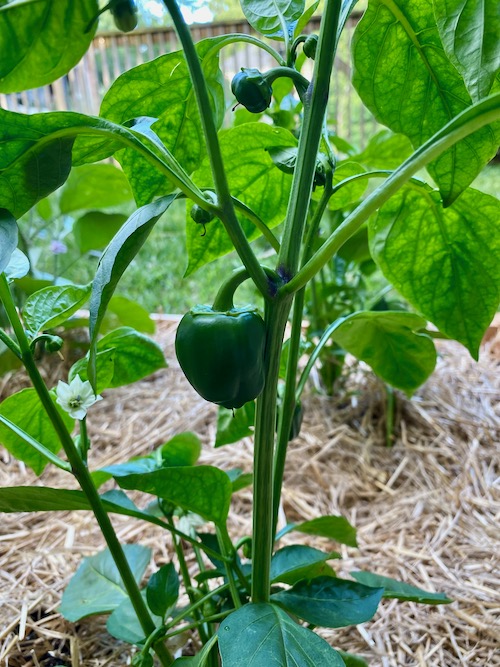 after one month green peppers are growing well