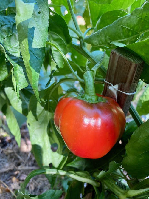 one green pepper that has turned red after being left on vine