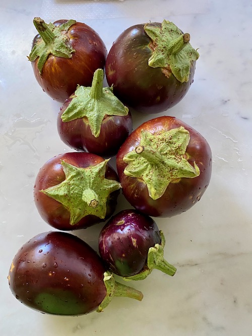 seven whole eggplants just off the plant