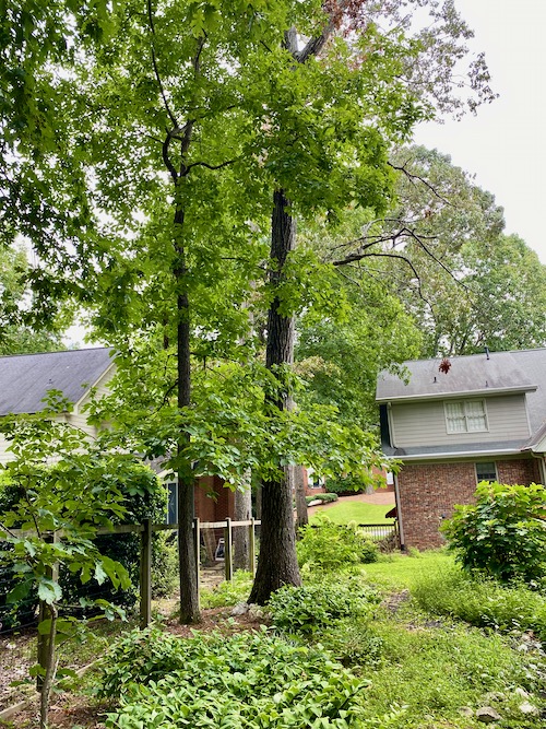 Large, oak tree showing signs of deterioration