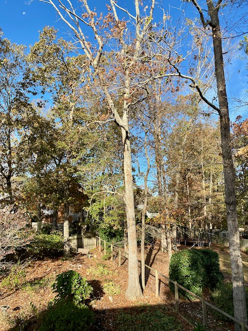 Very tall dying oak tree with very few leaves remaining