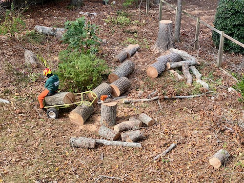 Large tree has been cut into large, heavy pieces and is being loaded onto a trailer to transport to driveway for pickup