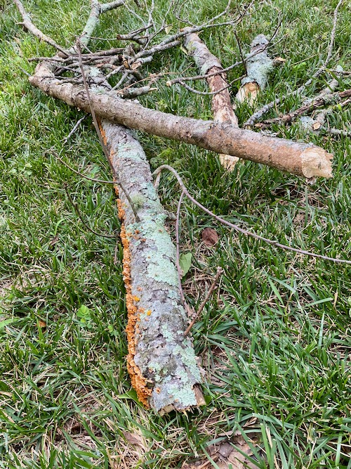 Dead branches on ground covered with lichen and fungi