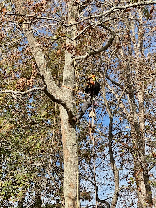 Tree cutting professional climbs tree to begin removal process 