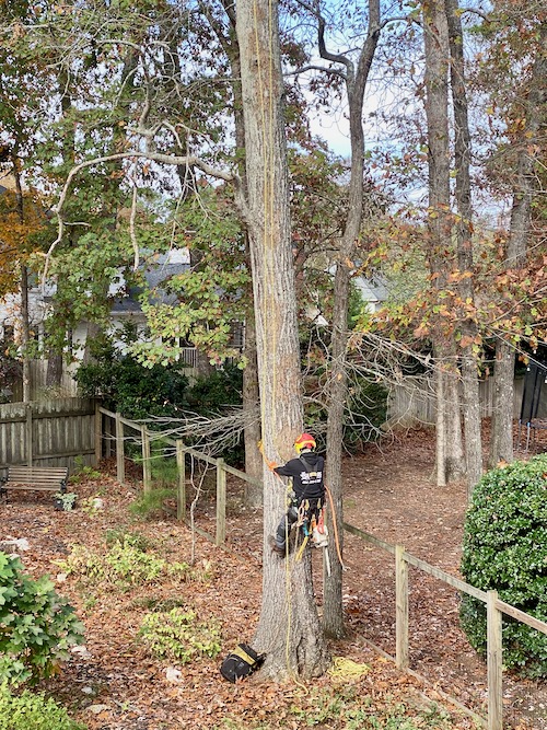 Man climbs tree to begin cutting off lower branches first