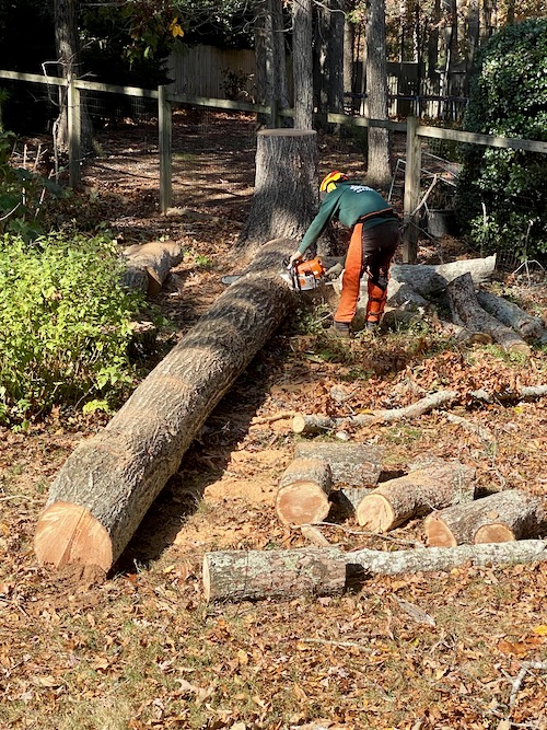 Main trunk of the tree has been dropped to ground and is being cut into large pieces
