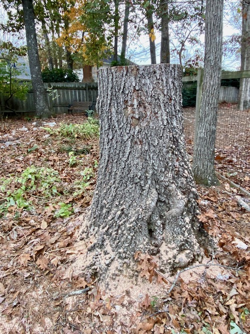 5 foot tall stump of cut oak remains in garden area