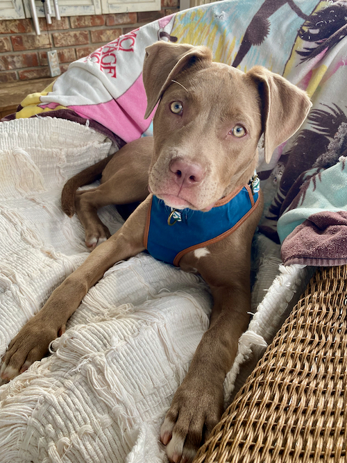 soft brown colored dog with floppy ears on couch