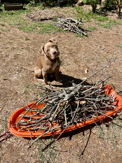 Soft brown Lab-Pitt puppy has her eyes on a pile of sticks